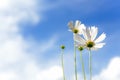 White Flowers Cosmos in the meadow, blue sky background. Royalty Free Stock Photo