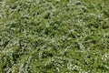 White flowers of Cotoneaster horizontalis in spring Royalty Free Stock Photo