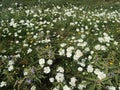 White flowers in the countryside