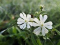 White flowers covered with dew drops in the garden