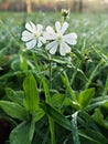 White flowers covered with dew drops in the garden