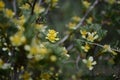 White Flowers covering a branch Royalty Free Stock Photo