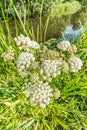 White flowers of Cowbane, Water Hemlock, Cicuta virosa, with insects Royalty Free Stock Photo