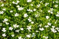 White flowers of cranesbill. Flowering plant close-up