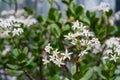 White flowers of Crassula Ovata plant blooms
