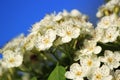 White flowers Crataegus monogyna Royalty Free Stock Photo