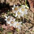 White flowers of crocus blossomed in spring