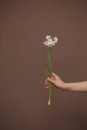 White flowers daffodils in female hand on minimal brown card background