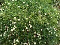 White flowers, Daisy flowers field in the garden Royalty Free Stock Photo