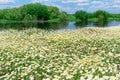 White flowers daisy on green field with river