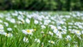 White flowers daisy on spring green field, Chamomile flower blooming with blurry bokeh meadow in sunny day summer. Beautiful Royalty Free Stock Photo