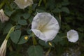 White flowers of Datura metel plant Royalty Free Stock Photo