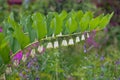 White flowers declare, dicentra, broken heart.