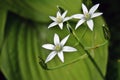 White flowers. Delicate beauty. Color summertime photo.