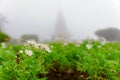 White flowers with dew in the garden of the mist in morning back