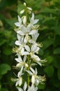 White flowers of Dictamnus albus, burning bush.