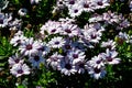 White flowers of Dimorphotheca ecklonis or Osteospermum, commonly known as Cape marguerite, Sundays river daisy, blue and white da