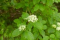 White flowers of dogwood woodland trust in the garden. Summer and spring time. Royalty Free Stock Photo