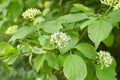 White flowers of dogwood woodland trust in the garden. Summer and spring time. Royalty Free Stock Photo