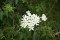 White flowers of dogwood woodland trust in the garden. Royalty Free Stock Photo