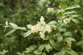 White flowers of dogwood woodland trust in the garden. Summer and spring time. Royalty Free Stock Photo