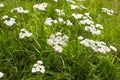 White flowers of dogwood woodland trust in the garden. Summer and spring time. Royalty Free Stock Photo