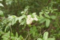 White flowers of dogwood woodland trust in the garden. Summer and spring time. Royalty Free Stock Photo