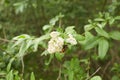 White flowers of dogwood woodland trust in the garden. Summer and spring time. Royalty Free Stock Photo