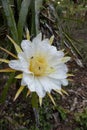 The white flowers of dragon fruit bloom beautifully. Royalty Free Stock Photo