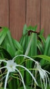 White flowers with dragonfly green