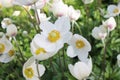 White flowers of dream grass in a summer garden. Royalty Free Stock Photo