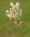 White flowers of Dropwort or Fern-leaf dropwort, Filipendula vulgaris Royalty Free Stock Photo