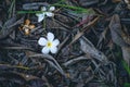 White flowers falling on the dry grass