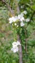 White flowers durin g hot day