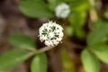 White flowers of dwarf ginseng in Goodwin State Forest, Connecticut