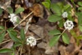 White flowers of dwarf ginseng in Goodwin State Forest, Connecticut