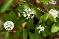 White flowers of dwarf ginseng in Goodwin State Forest, Connecticut