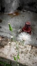 White flowers on the edge of the electric pole Royalty Free Stock Photo