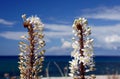 White Flowers - Eremurus