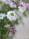 White flowers and excellent heat tolerance genus in the family Verbenaceae semi-woody flowering plants, The flowers are small, Royalty Free Stock Photo