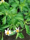 White flowers exposed to rain began to bloom