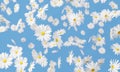White flowers fall on blue background. 3D rendering Royalty Free Stock Photo