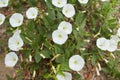 White flowers of Field bindweed in the garden. Summer and spring time. Royalty Free Stock Photo