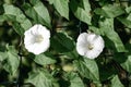 White flowers of the field bindweed - a perennial herb with a climbing stem and a creeping branchy rhizome Royalty Free Stock Photo