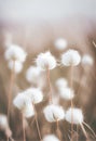 White Flowers in a Field