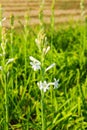 White flowers in the field north of Bangladesh, Tuberose or Rajnigandha flowers in the field