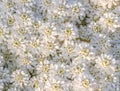 White flowers floral background textures patterns wildflowers wild flower pattern texture tiny bouquet wedding garden spring gift