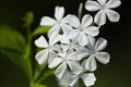 White flowers