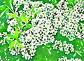 White flowers. Flowering branch on a bright green background.