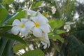 White Plumeria flowers are flowers that designers like to use in designing in various abstract atmosphere.